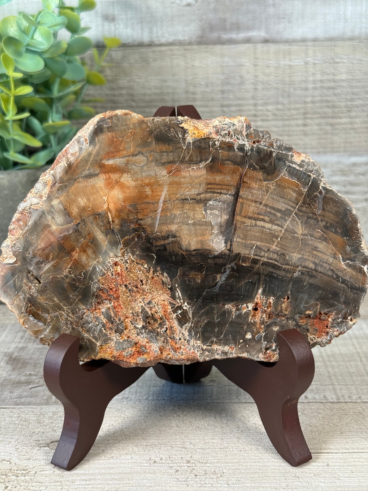 Petrified Wood Slab with Stand