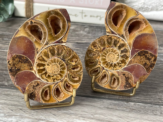 Ammonite Fossil on Stand