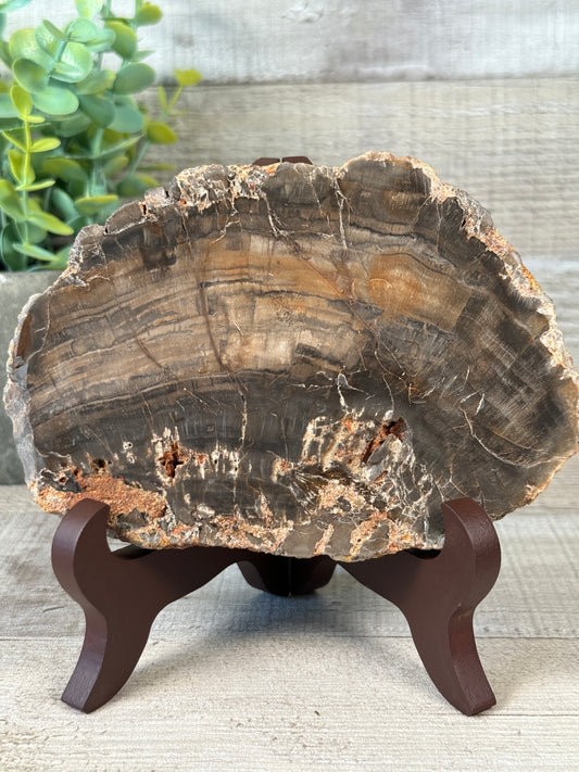 Petrified Wood Slab with Stand