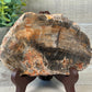 Petrified Wood Slab with Stand