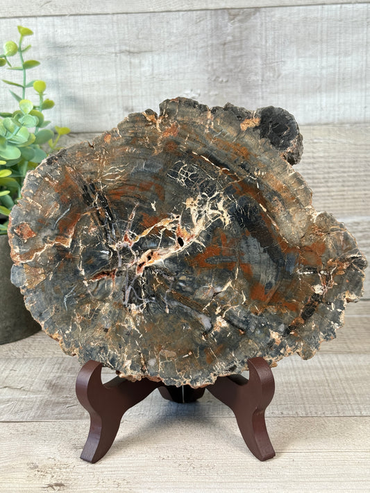Petrified Wood Slab | Large