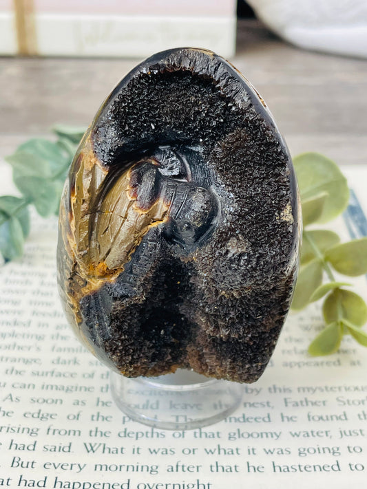 Septarian Egg | Turtle