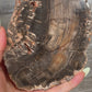 Petrified Wood Slab with Stand